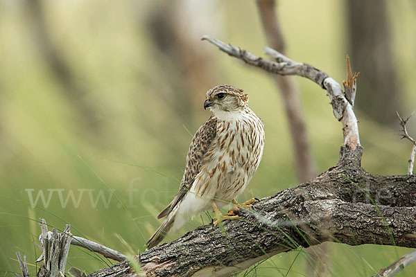 Merlin (Falco columbarius)