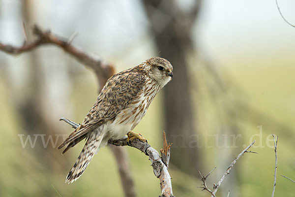 Merlin (Falco columbarius)