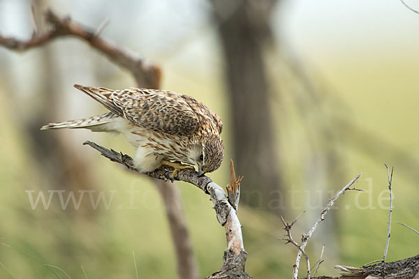 Merlin (Falco columbarius)