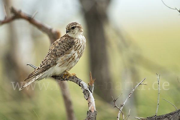 Merlin (Falco columbarius)