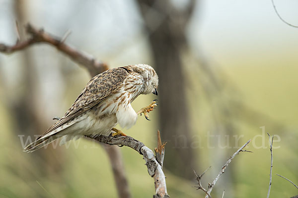 Merlin (Falco columbarius)