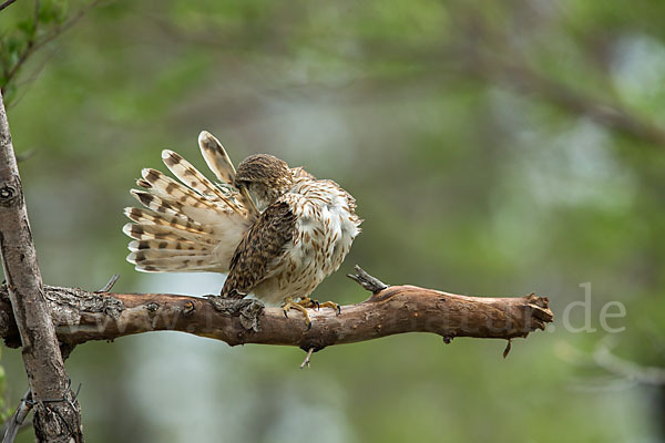 Merlin (Falco columbarius)