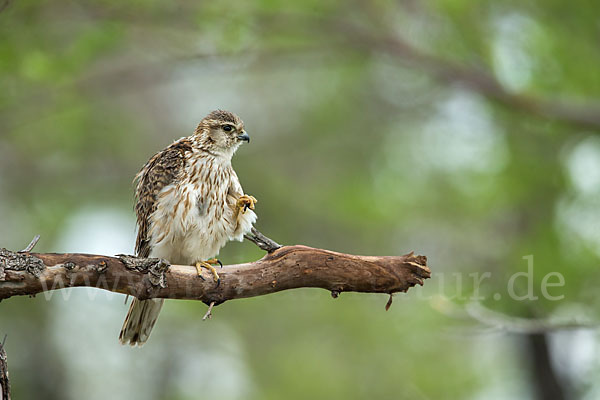 Merlin (Falco columbarius)