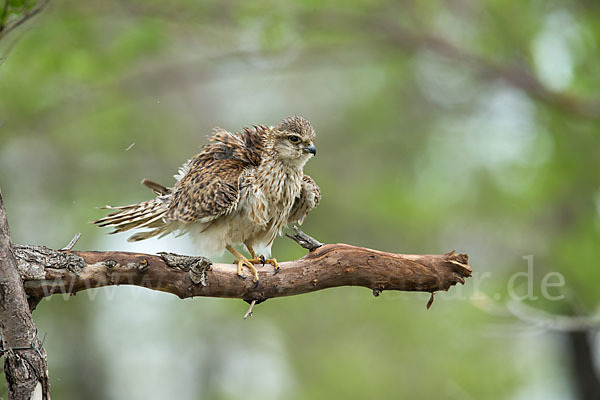 Merlin (Falco columbarius)