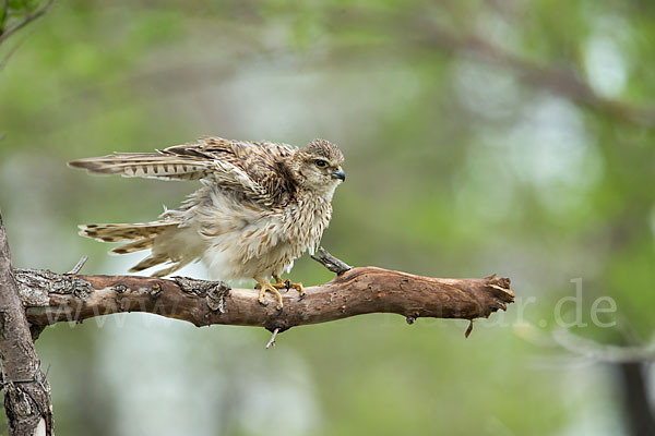 Merlin (Falco columbarius)