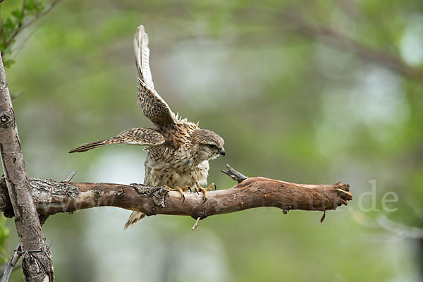 Merlin (Falco columbarius)