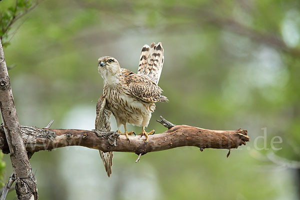 Merlin (Falco columbarius)