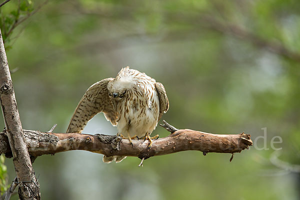 Merlin (Falco columbarius)