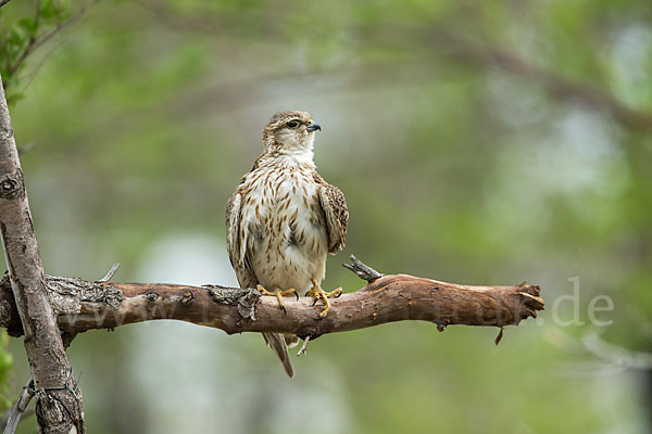 Merlin (Falco columbarius)