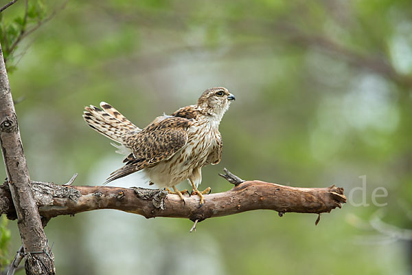 Merlin (Falco columbarius)