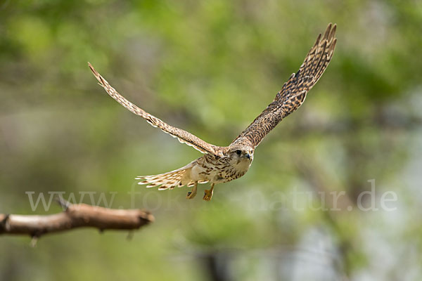 Merlin (Falco columbarius)