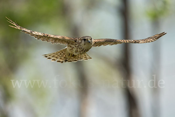 Merlin (Falco columbarius)