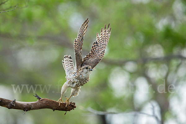 Merlin (Falco columbarius)