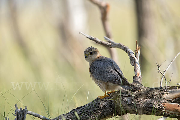 Merlin (Falco columbarius)