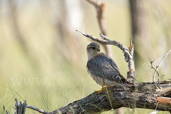 Merlin (Falco columbarius)