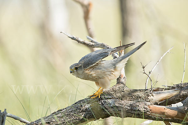 Merlin (Falco columbarius)