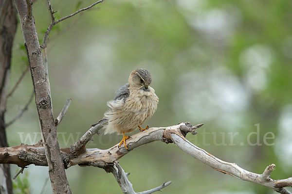 Merlin (Falco columbarius)