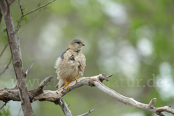 Merlin (Falco columbarius)