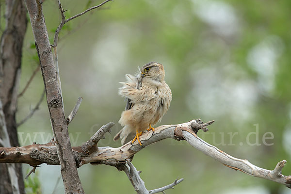 Merlin (Falco columbarius)