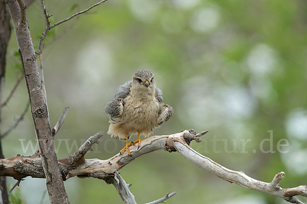 Merlin (Falco columbarius)