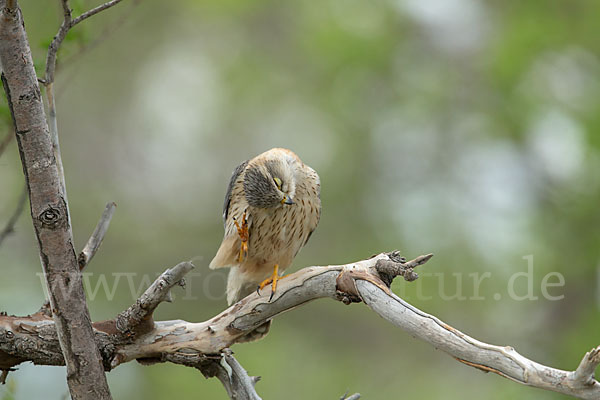 Merlin (Falco columbarius)