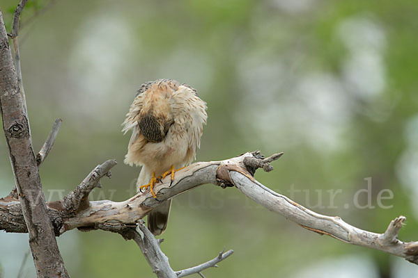 Merlin (Falco columbarius)