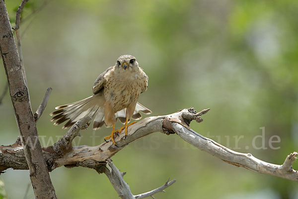 Merlin (Falco columbarius)