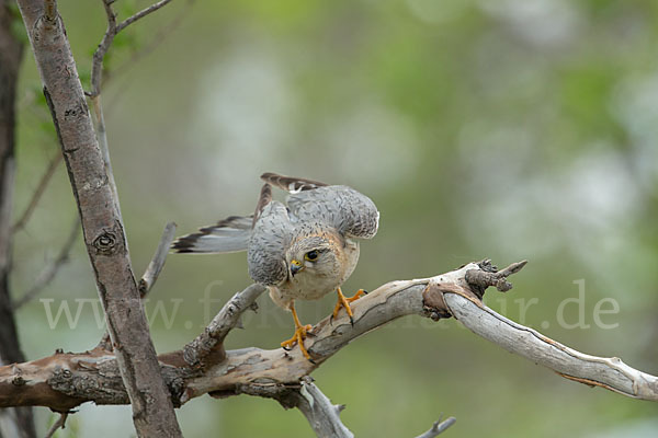 Merlin (Falco columbarius)