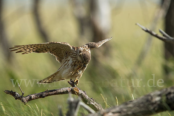 Merlin (Falco columbarius)