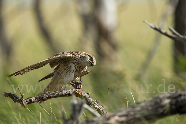 Merlin (Falco columbarius)