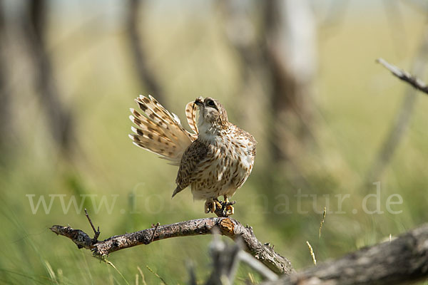 Merlin (Falco columbarius)