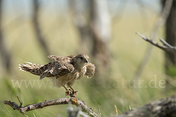 Merlin (Falco columbarius)