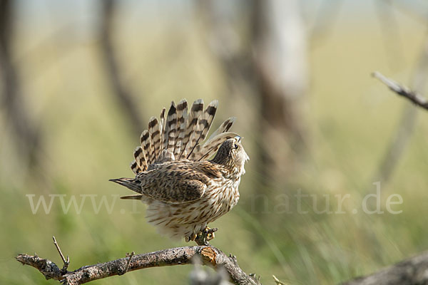 Merlin (Falco columbarius)