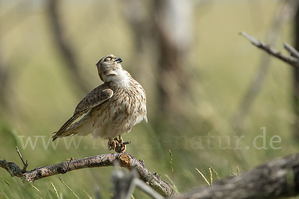 Merlin (Falco columbarius)