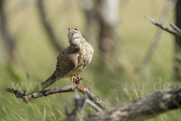 Merlin (Falco columbarius)