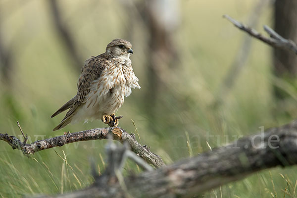 Merlin (Falco columbarius)