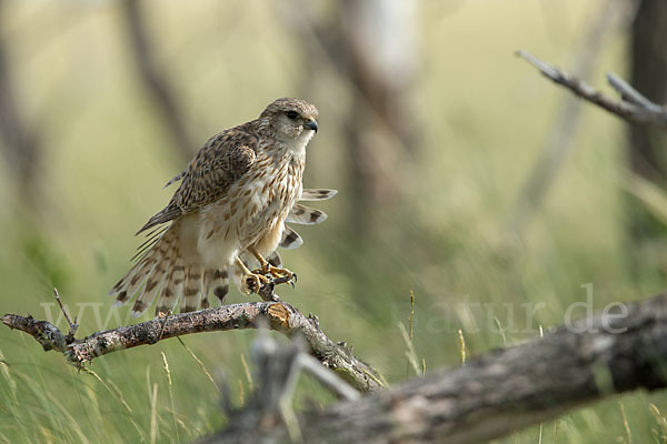 Merlin (Falco columbarius)