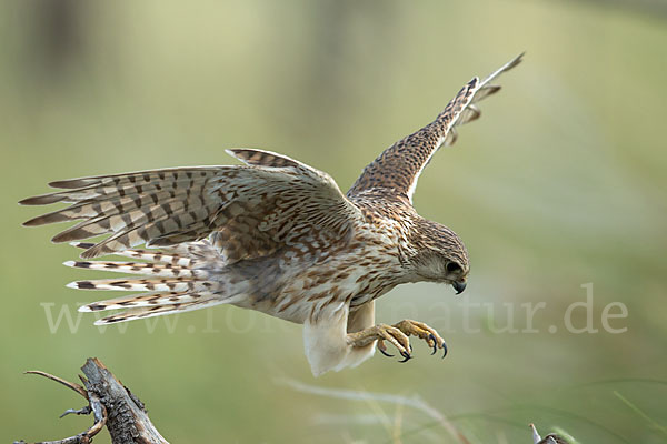 Merlin (Falco columbarius)