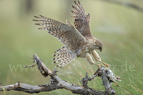 Merlin (Falco columbarius)