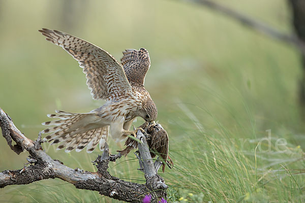 Merlin (Falco columbarius)