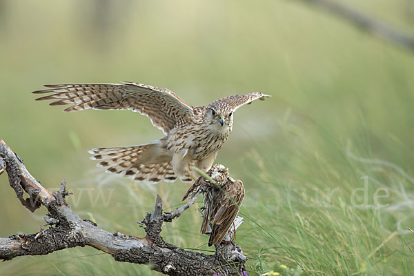 Merlin (Falco columbarius)