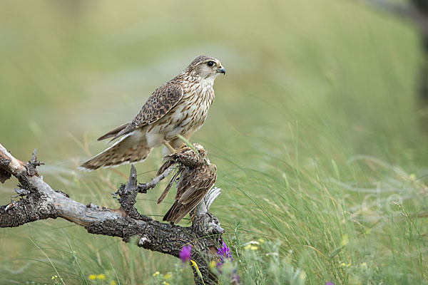 Merlin (Falco columbarius)