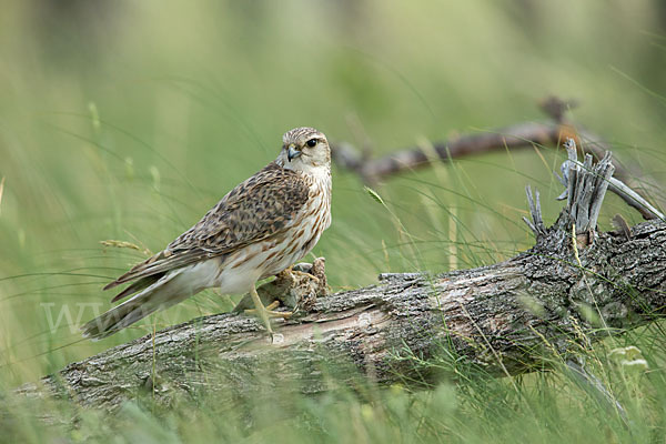 Merlin (Falco columbarius)