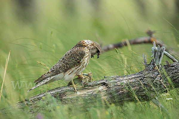 Merlin (Falco columbarius)