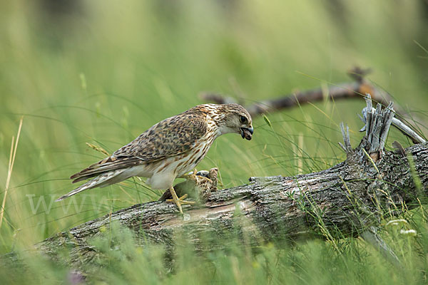 Merlin (Falco columbarius)