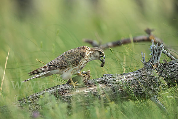 Merlin (Falco columbarius)