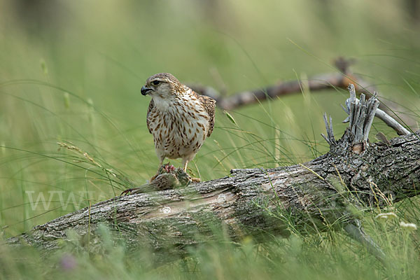 Merlin (Falco columbarius)