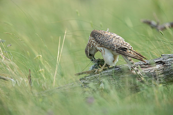 Merlin (Falco columbarius)