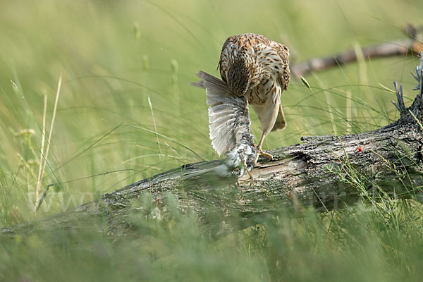 Merlin (Falco columbarius)