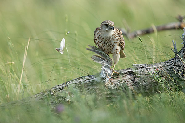 Merlin (Falco columbarius)